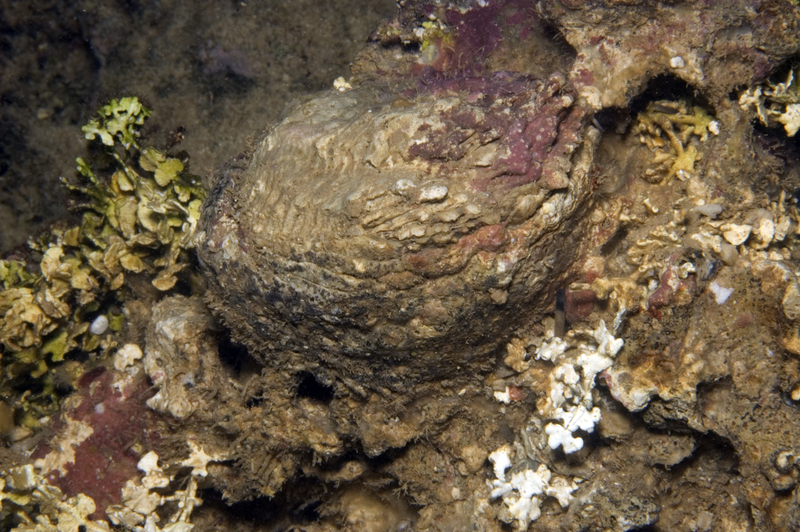 Chama iostoma